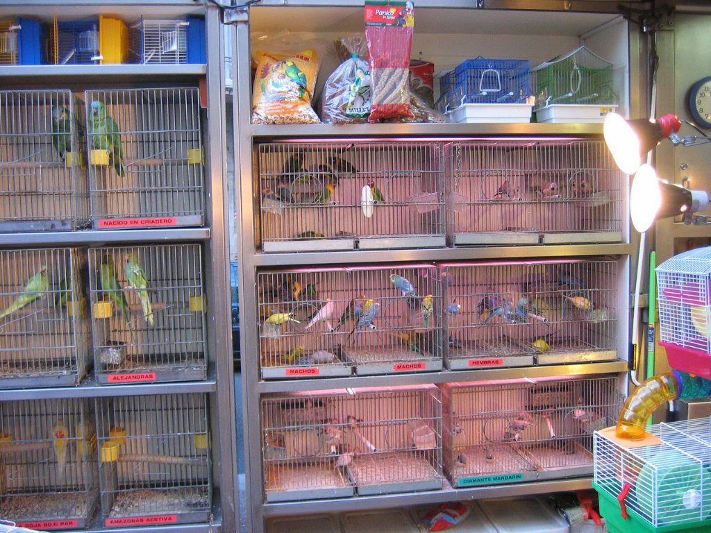 28-Bird cages on the Ramblas.jpg - Bird cages on the Ramblas